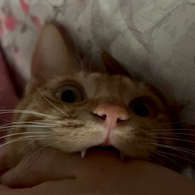 iam_hayoung_'s profile picture. （＾_＾）