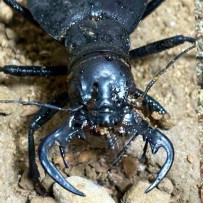 SERAmusimusi's profile picture. 捕食注意！！ 昆虫＆奇蟲狂い兼海水魚や甲殻類、パキポ好き！東方、原神（🔰）、ブルアカ、アンテも好き 仲良くしてくれると嬉しいです！！ YouTubeで動画投稿もしてます（少しずつ）主にオサゴミなどが好き‼️ 海外の種の繁殖を狙ったり、国産種の繁殖を狙ったりもしてます！！ 主にオサゴミ、ゴミダマ、ハンミョウ、糞虫