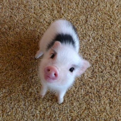 polzzakii's profile picture. 중화사상