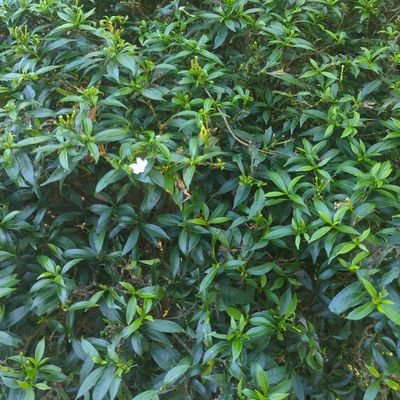 saka32886's profile picture. 