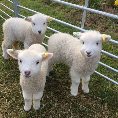 e9pvt's profile picture. 알라뷰소히