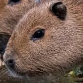 cosmic_ai_'s profile picture. 