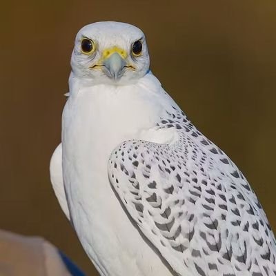 thefalcons19's profile picture. A Patriot Afghan | Struggling for Life,Justice, Equality,Freedom,Unity,Democracy, Human rights Progress & Educational rights
🌱📚📖📝🌍🏔️
Nationalist//
Pashtun