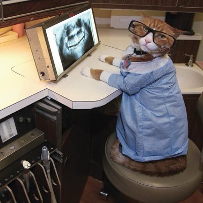 friedshrmps's profile picture. #studytwt for prosthodontics residency 2026🙏🏻