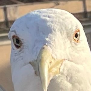 WOU_YNWA's profile picture. 中央法法　ケイバー 型月オタク