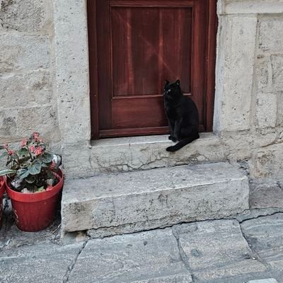 piirlo511's profile picture. 