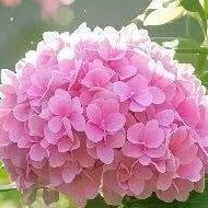 XiaYunshaji's profile picture. I can't possibly spend my entire life just to get one possible response from you.