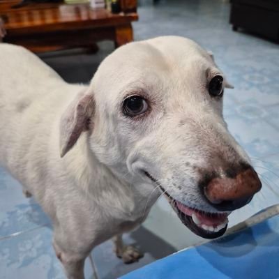 capybaraeat_cat's profile picture. หิวข้าาวบ้างไหม   เราหิวเธอหิวใครหิวเธอรู้ไหมเราเป็นใครเราเป็นคน  เราคือต้มยำกุ้ง