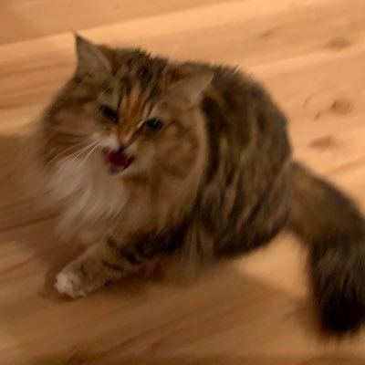 pigio373's profile picture. 愛すべき美味い猫ことﾐﾃｬﾝﾎﾟﾄﾝｽﾞｿﾞｿﾞ。ドウデュース、幸村精市𝑩𝑰𝑮 𝑳𝑶𝑽𝑬―― ヤスアジTV 競馬が大好き武豊を生で見るのが夢