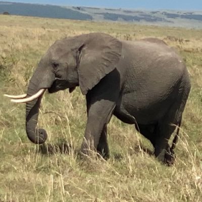 paulkkimeli's profile picture. We can easily forgive a child who is afraid of the dark; the real tragedy of life is when men are afraid of the light. Plato