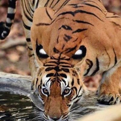 DRealist009's profile picture. Animals are amazing creatures and most are misunderstood. Let's correct that narrative.
Check my highlights for amazing contents!
Chelsea through and through