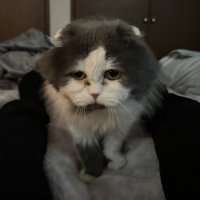 こんごう　コクトー (@konngou2011) 's Twitter Profile Photo