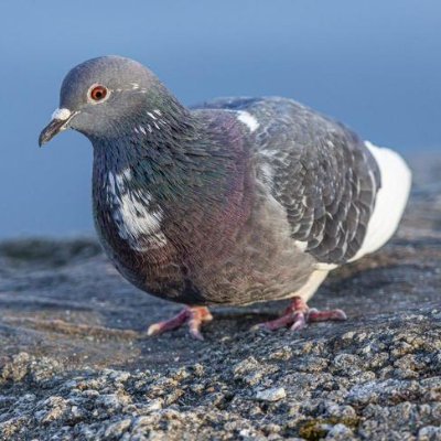 dombum1's profile picture. 