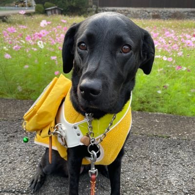 thanks0920's profile picture. 視覚障がいとレックリングハウゼン病と潰瘍性大腸炎。盲導犬と歩いて３年目🦮沢山の思い出を作るのが好き🍀過去の過ぎ去った栄光を捨てて、マッサージ師として走り出して、早10年。これからも続く長い道のりを私らしく生きていこう⤴️たまには泣く事もあるけど、きっと明日は笑顔になれると信じて歩んでいく。