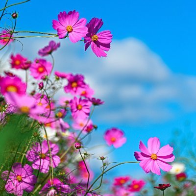 sky_blossomnote's profile picture. 🚀 投資は安定しており、旅行は自由です。ブラジル、スウェーデン、アメリカを訪れました。音楽とコーヒー巡りが好きです。#投資 #夢