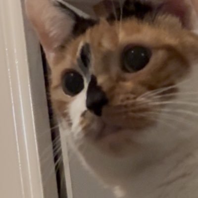 muppetsrose's profile picture. chronic overthinker they/them