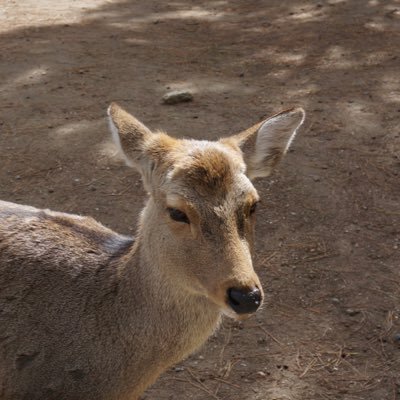 yoko_data's profile picture. 社会人1年目/Tableau勉強中