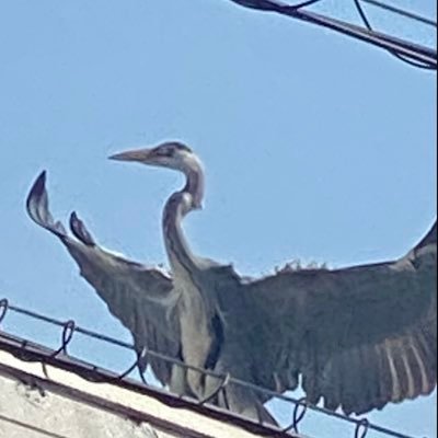 yunon123438899's profile picture. ゆーのんです！ Twitch用のアカウントを作りました配信する時は告知するよん！ 頑張って配信！ ゲーム好きの皆さんお手柔らかに。 #ゲーム好き #欲望のままにゲーム https://t.co/yvpH8IgV4X