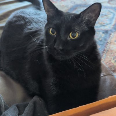 yaso's profile picture. Find me on bluesky or mastodon