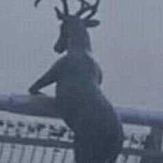 deer_chan3's profile picture. 