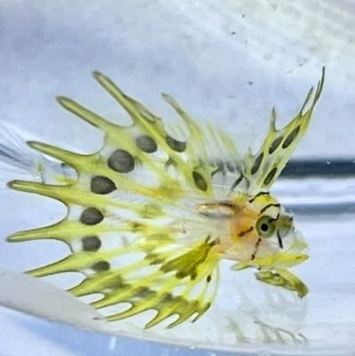 SVOCz4oYS0ArHzv's profile picture. お魚大好き。釣り好き。岸壁も好き。
息子と一緒に岸壁へ。
#静岡ラブカ　@frillshark_szok　

無言フォロー失礼致します