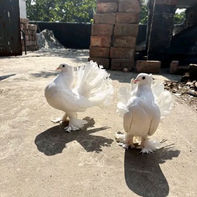 arifariful4332's profile picture. 