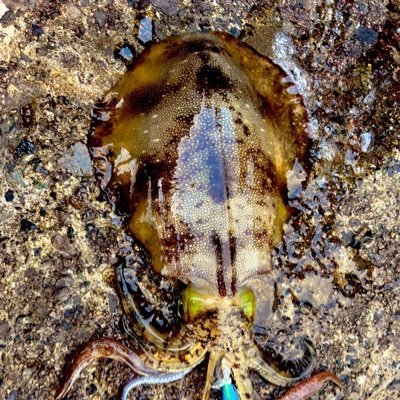 nj79KqWKxmPbt3k's profile picture. エギング、ショアジギング、その他ライトゲームから諸々立ち回ってます🎣最近は専らイカ🦑シーズンオフはなかなか厳しいホーム😥四国は愛の県で立ち回るアングラーです！