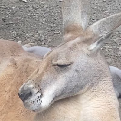 rhysz_02's profile picture. codm iPad 6本指 旧s1～ ゲーム配信者⋆͛🎮⋆͛荒野行動/call of duty mobile/valorant mobıleの配信メインでやってます。@VLT_speed