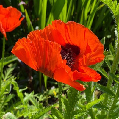 ThroughtheLookingGlass. Profile