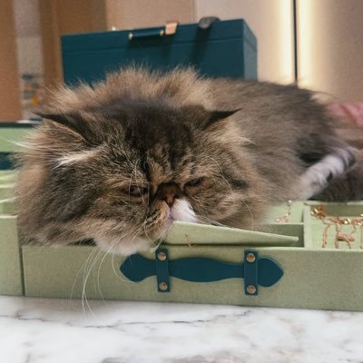 KatieKikk0022's profile picture. An independent thinker, semi-retired, with hobbies including golf, skiing, frisbee, hiking, and cats…🏂🏌️‍♀️🥾🐈‍⬛♟️