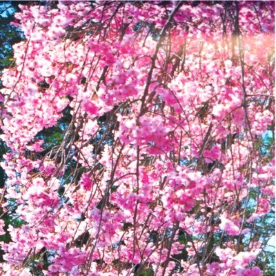 AoVRors3X1Gl95w's profile picture. 心 穏やかに生きていたいと思いますいいねは拝読致しました琴線に触れましたという事ですいいねが消える不都合があります無言リポストをお許し下さいませどうぞよろしくお願い申し上げます🙇‍♀️🙇‍♀️🙇‍♀️