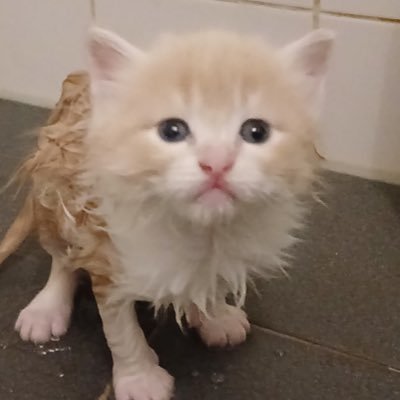 hok1komaru's profile picture. Boykisser, Libertarian, FNAF Lore Expert, Beloved by God. They/He/Any