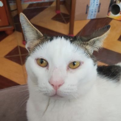 JosimereSi23592's profile picture. 