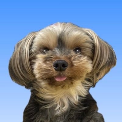 shimai_wasure's profile picture. 出っ歯で舌しまい忘れがちのいぬ🐶ヨークシャーテリア🐶過去の写真とかもあがる