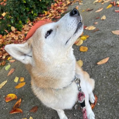 anotherchiharu's profile picture. 毒親サバイバー。一回死んだ人生、世捨て人としてやり直し中。 手のかかる夫、かわいい犬と猫、かわいい居候と生活中。幸か不幸か難病もちにランクアップ。健康マニア。犬と猫、トランペット、ピアノ、服飾、料理が趣味。趣味が高じて調理師免許取得。