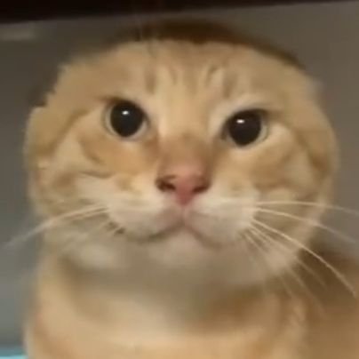 Ramk1zZ's profile picture. 前生为Ramking，因不可抗力被销号 翻车/友跨顺男 (既然翻车了那应该算是男同了)学生desu 常驻江苏 福瑞控 涉猎圈子广(都能了解一点) 打CS务必喊我😡👊🏻 脑雾状态 请忽略我的神经发言😭 链接为tg的日常频道 可能含有发癫/R18