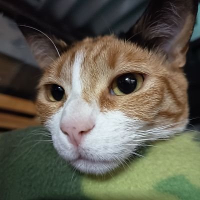 bangtanxani23's profile picture. 