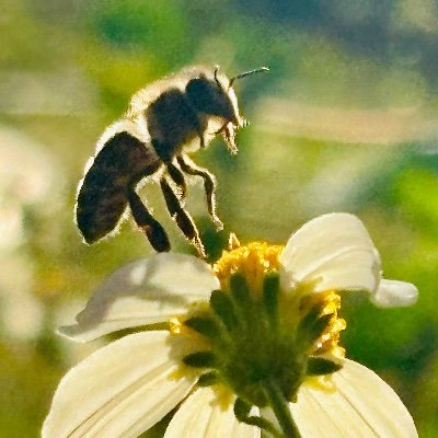FlaHoneyBees's profile picture. Native Floridian

Enthusiastically Banal