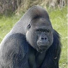 Boyracer031962's profile picture. Old Conservative Dude