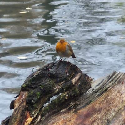 LindseyAMK's profile picture. 