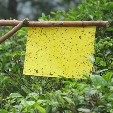 yourfiewitches's profile picture. Business and Vibes
Momlife,WifeGoals ,Pick Me Boo 
Hala Madrid 🤍 
Say goodbye to pests, hello to abundance! 🌸 Sticky traps for  farmers 
#PestControlSolutions