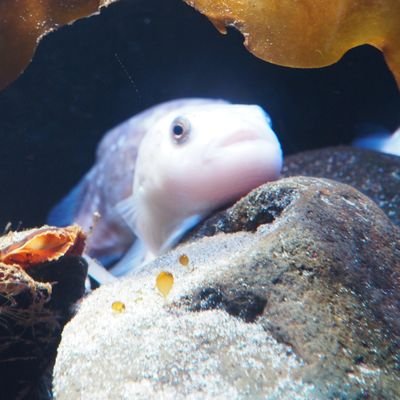 1983Imart's profile picture. 登山、スノーボード、キャンプ、写真、風呂、酒ときどき料理。