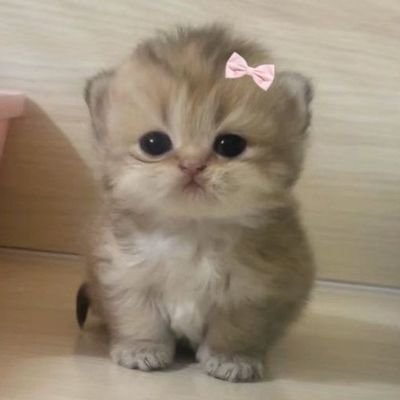 chindaar's profile picture. My only solace is this...