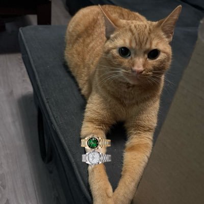 kobertthecat's profile picture. 