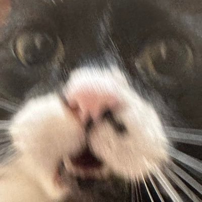 PhantoTree's profile picture. my name is kate, she/any 🇸🇪🏳️‍⚧️, often satire, the generous perennial plant, a bit autistic, zombies dni,, view more