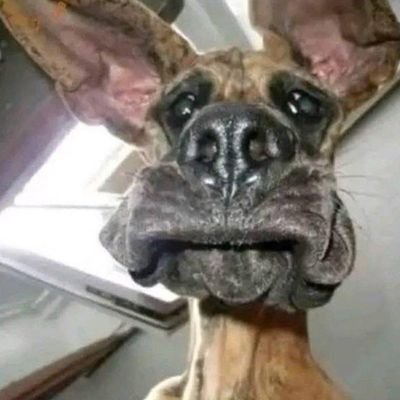 cosmos_kamande's profile picture. 