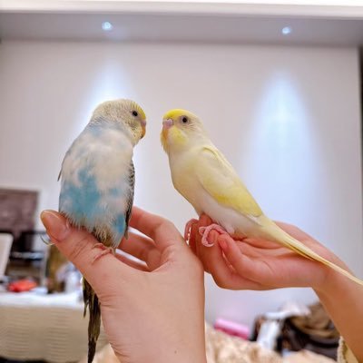 yng303321661157's profile picture. 💯互关互赞！关注必回！定期清理！Follow each other and reply 100%.🩷❤️❤️서로 팔로우하고 백퍼센트 돌려요🥹🥹お互いにフォローして100%フォローする