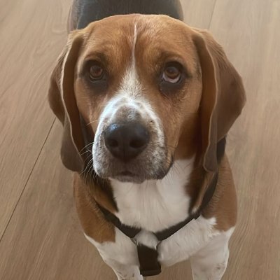 lucafounds's profile picture. techy dog