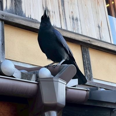 CHENCHIENYOU's profile picture. 台灣
中國
一邊一國互不隸屬