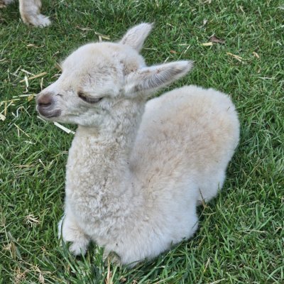 0xPexy's profile picture. Web3 SR